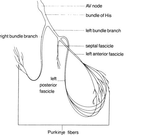 Medicine Decoded: ecg made easy.